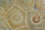 Polished Fossil Coral (Actinocyathus) - Morocco #84963-1